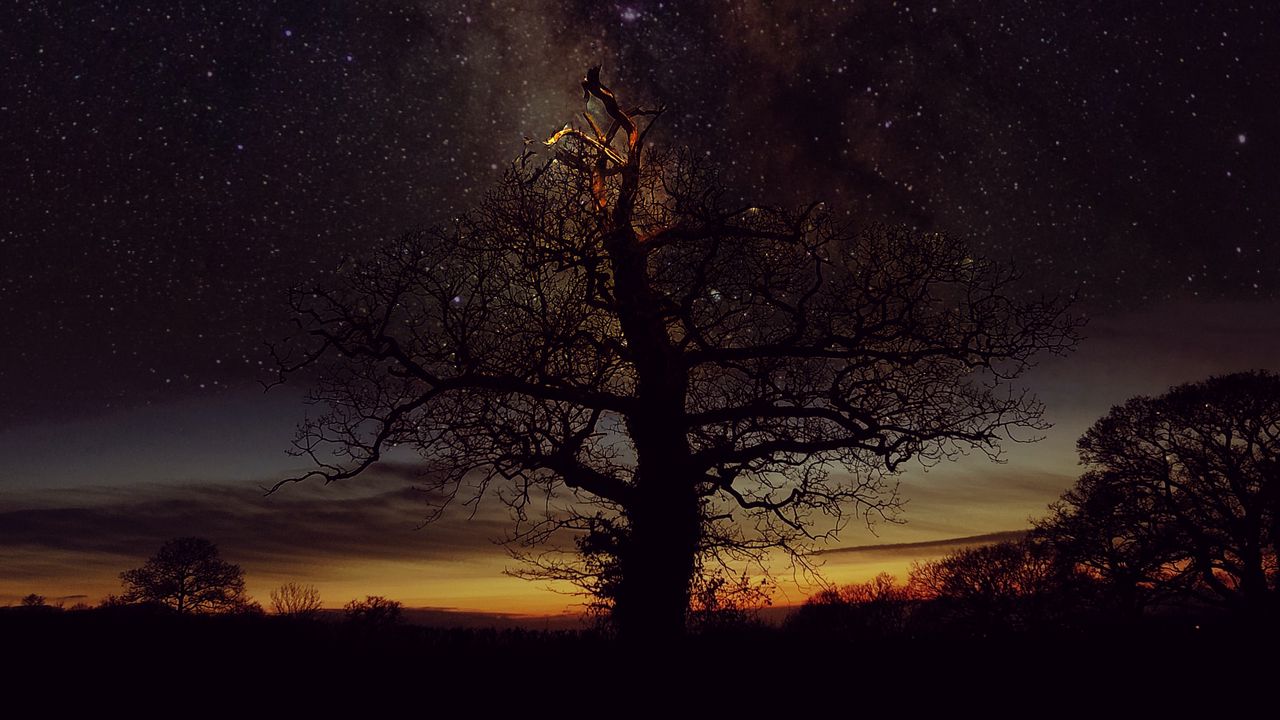 Wallpaper tree, silhouette, freezelight, stars, sky, nature