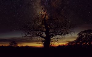 Preview wallpaper tree, silhouette, freezelight, stars, sky, nature
