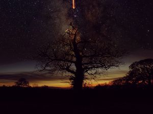 Preview wallpaper tree, silhouette, freezelight, stars, sky, nature