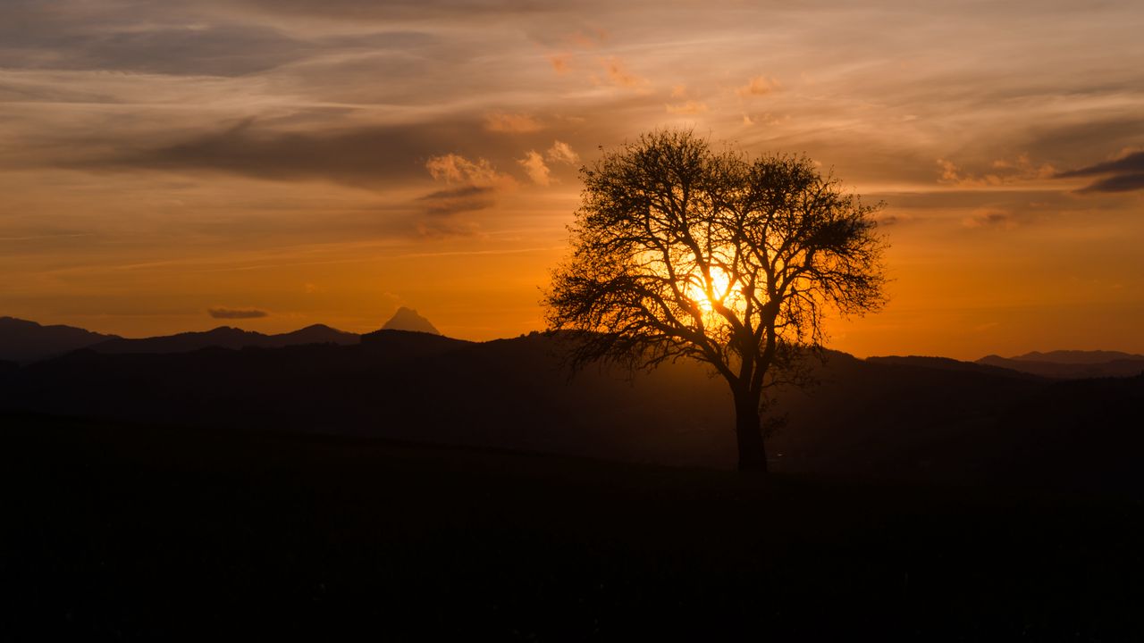 Wallpaper tree, silhouette, hills, dark