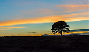 Preview wallpaper tree, silhouette, horizon