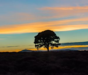 Preview wallpaper tree, silhouette, horizon