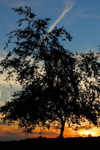 Preview wallpaper tree, silhouette, horizon, sun, decline, evening