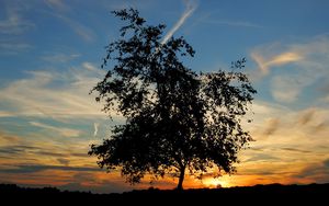 Preview wallpaper tree, silhouette, horizon, sun, decline, evening