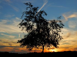 Preview wallpaper tree, silhouette, horizon, sun, decline, evening