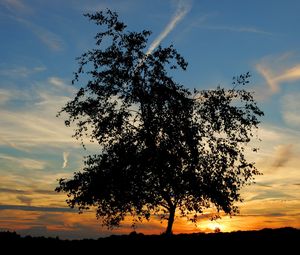 Preview wallpaper tree, silhouette, horizon, sun, decline, evening