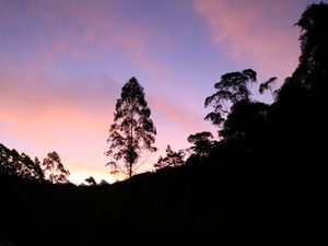 Preview wallpaper tree, silhouette, lake, sunset, reflection