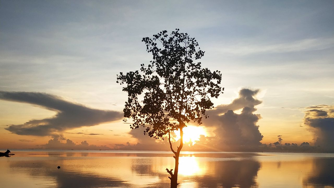Wallpaper tree, silhouette, lake, coast, sunset
