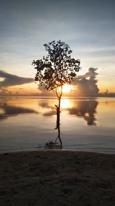 Preview wallpaper tree, silhouette, lake, coast, sunset