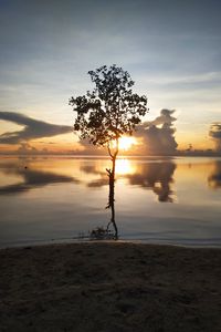 Preview wallpaper tree, silhouette, lake, coast, sunset