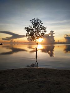 Preview wallpaper tree, silhouette, lake, coast, sunset