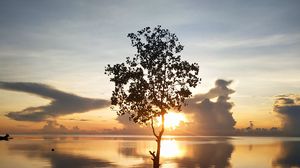 Preview wallpaper tree, silhouette, lake, coast, sunset