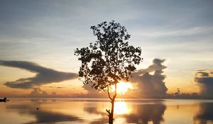 Preview wallpaper tree, silhouette, lake, coast, sunset