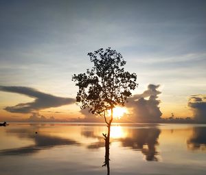 Preview wallpaper tree, silhouette, lake, coast, sunset
