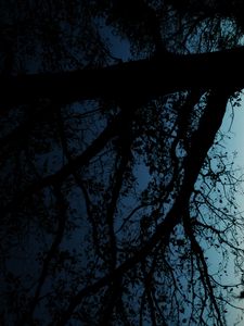 Preview wallpaper tree, silhouette, leaves, branches, dark, night