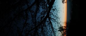 Preview wallpaper tree, silhouette, leaves, branches, dark, night