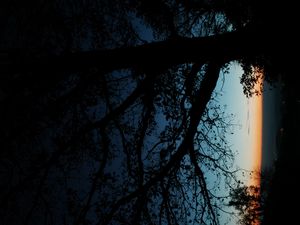 Preview wallpaper tree, silhouette, leaves, branches, dark, night