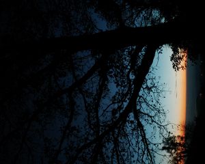 Preview wallpaper tree, silhouette, leaves, branches, dark, night