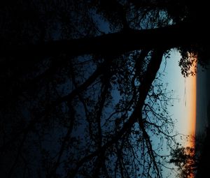 Preview wallpaper tree, silhouette, leaves, branches, dark, night