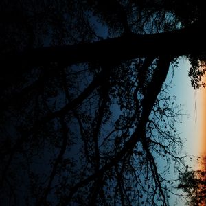 Preview wallpaper tree, silhouette, leaves, branches, dark, night