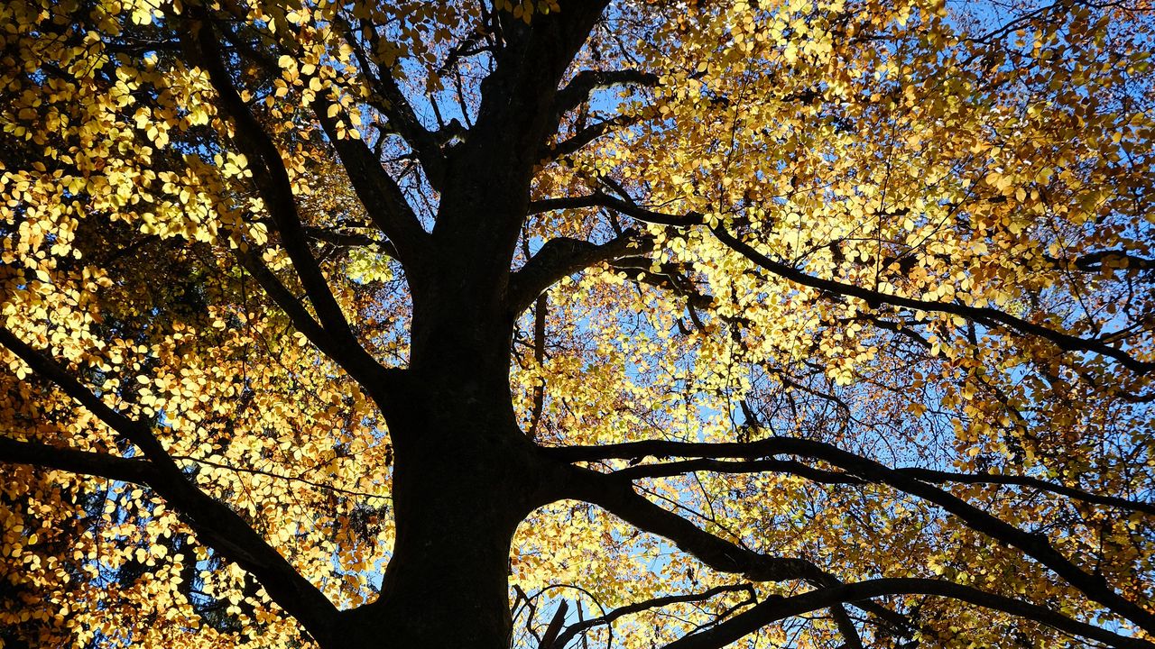 Wallpaper tree, silhouette, leaves, branches, light
