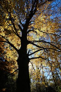 Preview wallpaper tree, silhouette, leaves, branches, light
