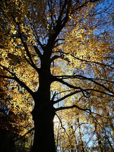 Preview wallpaper tree, silhouette, leaves, branches, light