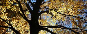 Preview wallpaper tree, silhouette, leaves, branches, light