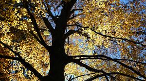 Preview wallpaper tree, silhouette, leaves, branches, light