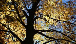 Preview wallpaper tree, silhouette, leaves, branches, light