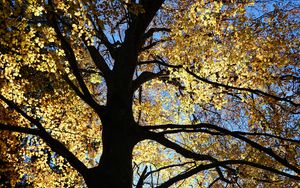 Preview wallpaper tree, silhouette, leaves, branches, light
