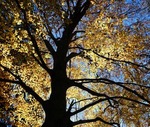 Preview wallpaper tree, silhouette, leaves, branches, light