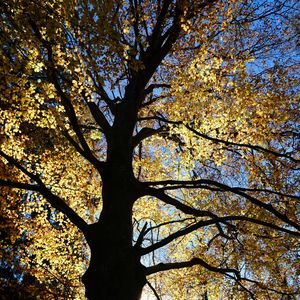Preview wallpaper tree, silhouette, leaves, branches, light