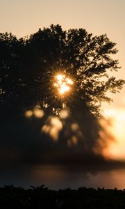 Preview wallpaper tree, silhouette, light, rays, sunset, dark