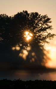 Preview wallpaper tree, silhouette, light, rays, sunset, dark