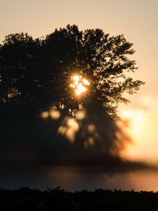 Preview wallpaper tree, silhouette, light, rays, sunset, dark