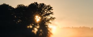 Preview wallpaper tree, silhouette, light, rays, sunset, dark