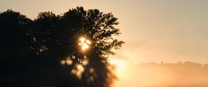 Preview wallpaper tree, silhouette, light, rays, sunset, dark