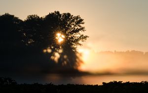 Preview wallpaper tree, silhouette, light, rays, sunset, dark
