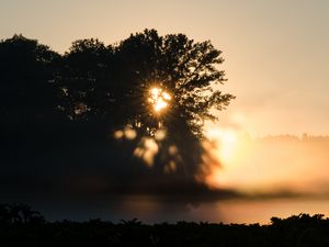 Preview wallpaper tree, silhouette, light, rays, sunset, dark