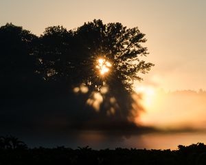 Preview wallpaper tree, silhouette, light, rays, sunset, dark