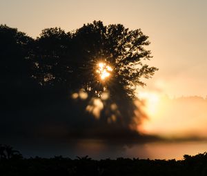 Preview wallpaper tree, silhouette, light, rays, sunset, dark