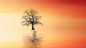 Preview wallpaper tree, silhouette, lonely, sea, reflection