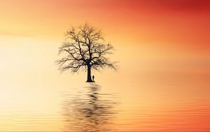 Preview wallpaper tree, silhouette, lonely, sea, reflection