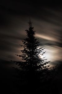 Preview wallpaper tree, silhouette, moon, night