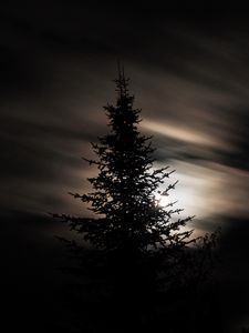 Preview wallpaper tree, silhouette, moon, night