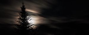 Preview wallpaper tree, silhouette, moon, night