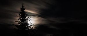 Preview wallpaper tree, silhouette, moon, night
