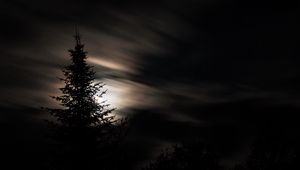 Preview wallpaper tree, silhouette, moon, night