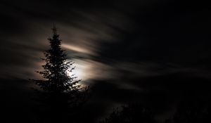 Preview wallpaper tree, silhouette, moon, night